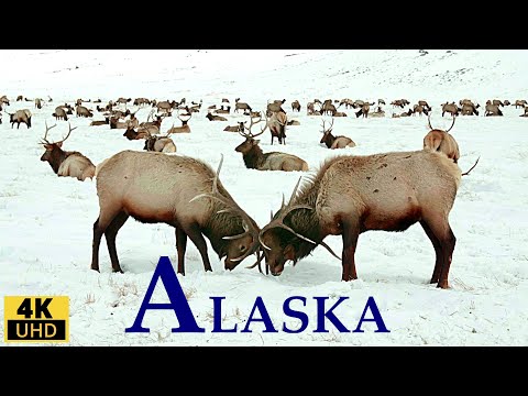 ALASKA 4K ONTSPANNINGFILM/ALASKA WILDLIFE, LANDSCHAPPEN/NATUURGELUIDEN/ONTSPANNEN MUZIEK