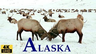 ALASKA 4K Entspannungsfilm/ Wildlife Landschaften 