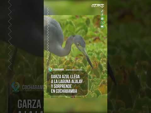 Garza azul llega a la laguna Alalay y sorprende en Cochabamba