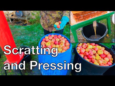 Cider scratting and pressing... First Time Keeve continues.