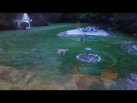 Backyard Visitor in Ludlow, MA