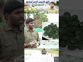 spirulina farming in Telugu #agriculturalsystem #tsfarmers #karshakavanivideos #farmingtraditions ￼