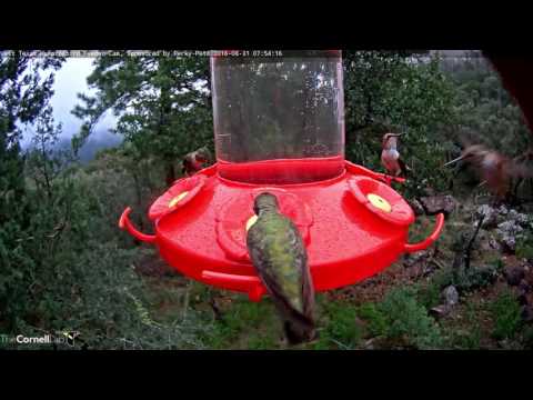 Frenzied Early Morning Feeding - West Texas Hummingbirds - August 31, 2016