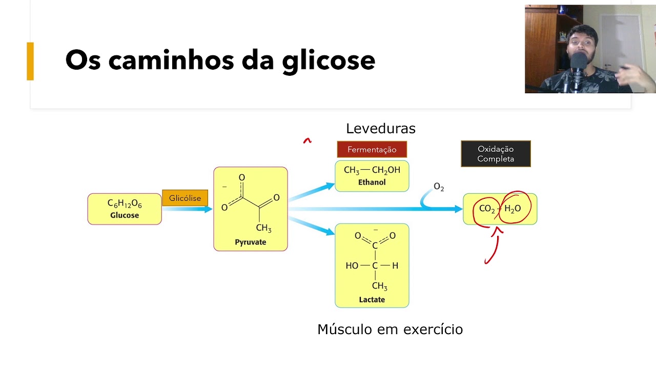 Aprendendo como estudar vias metabólicas com a Glicólise