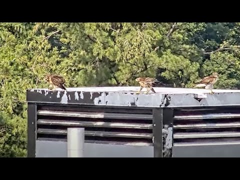 Juvenile Red-tailed Hawk Alert! Three M's on the Rice Hall Rooftop #CornellHawks | July 6, 2023