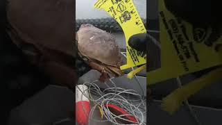 I Threw the Dungeness Crab Measure OVER the Boat AGAIN! #shorts #fishing #crab #crabbing