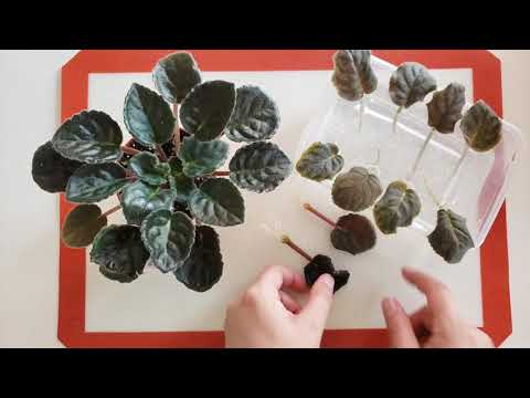 African violet Saintpaulia easy  & simple propagation from leaf to plantlet