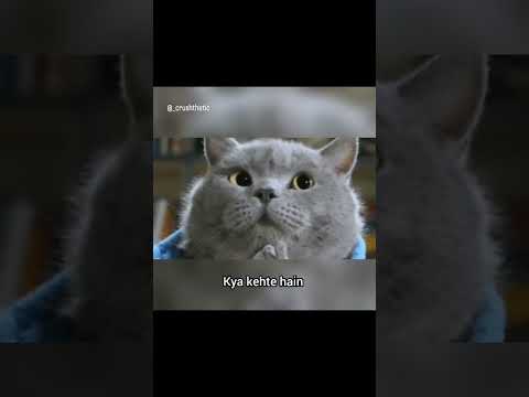 The best cat version of Munna bhai MBBS