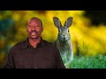 Detroit Zoo Wildlife Adventure Stories Hippo Rhino And The Tricky Hare