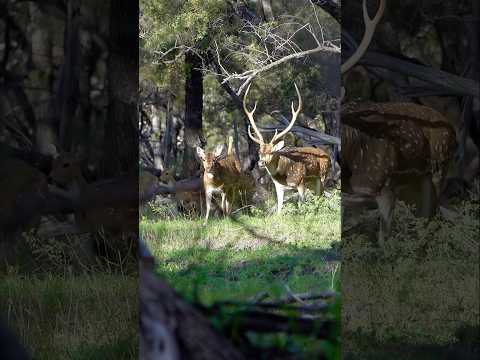 Huge Mob Of Chital / Axis Deer With A Mature Stag!