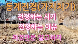 동계전정(가지치기)하는 시기 및 동계전정 하는 이유