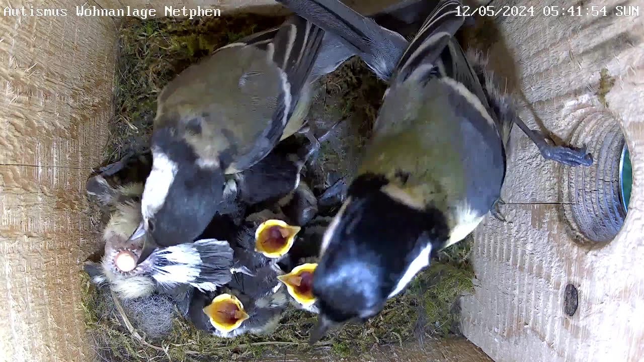 Die Küken werden so langsam flügge! | Autismus | 12.05.2024