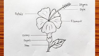 Parts of flower easy | How to labelling a flower | How to draw longitudinal section of flower