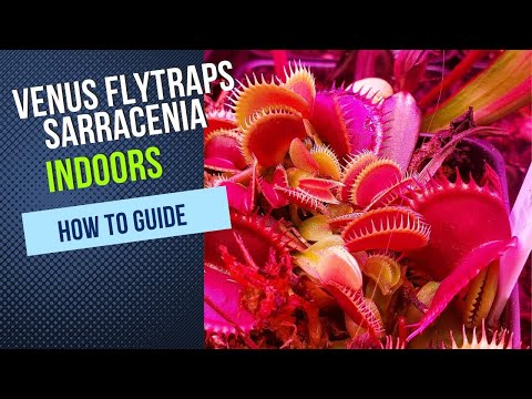 How To Grow Venus Flytraps and Sarracenia Indoors