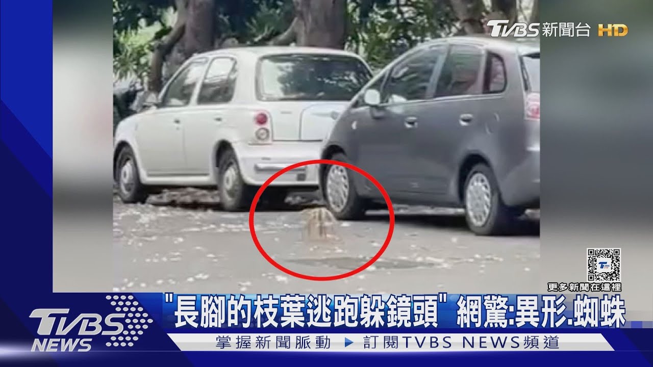 「長腳的枝葉逃跑躲鏡頭」 網友大驚:有異形