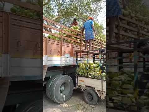 Whole b grade green raw coconut, coconut size: medium