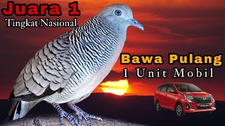 Download lagu Perkutut lokal gacor Juara 1 Tingkat Nasional mp3