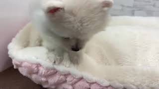 ポメラニアンの動画01