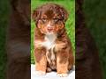 Miniature Australian Shepherd dogs for sale: Izzy - Video 1