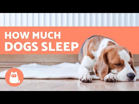 YouTube video about: What time do puppies go to bed?