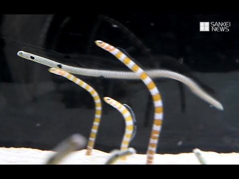 かんさいアニマルズ 巣穴から飛び出たチンアナゴ(京都水族館) Video facade placeholder