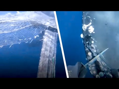 I sommozzatori vedono l'animale intrappolato nella rete. Prendono fiato e corrono in suo aiuto