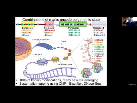 MIT Deep Learning Genomics - Lecture 6 - Regulatory Genomics (Spring 2020)