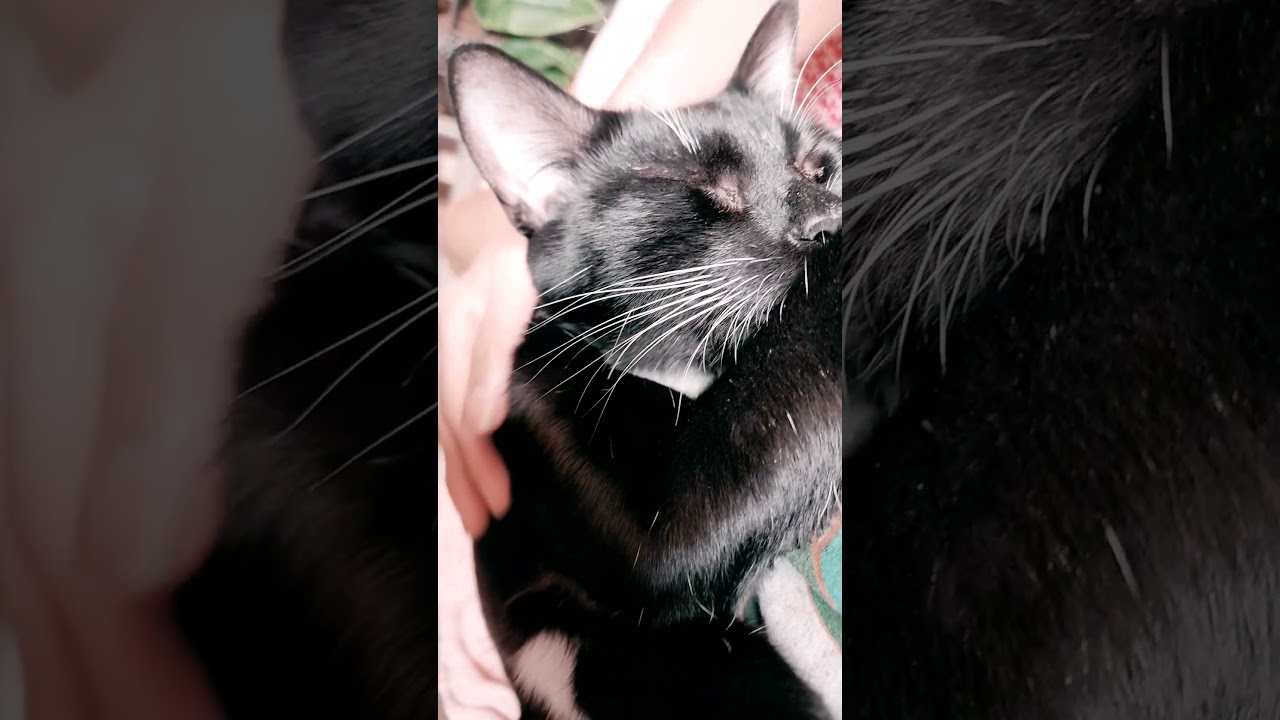 Tuxie - bonded to Eclipse, a Adoptable mixed breed in Mt View, CA video 6/6