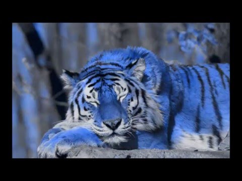 Судьбе Назло Тихий feat Bizaro hd рэп