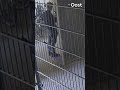 Deze man staat op de uitkijk voor zijn partner in crime, maar is drukker met z'n drankje | RTV Oost