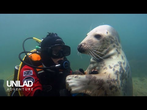 Swimming With Wild Seals For 20 Years ????