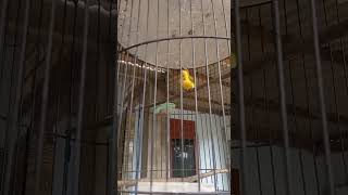 Download lagu Sogon betina gacor birahi ampuh untuk pancingan jntan macet mp3