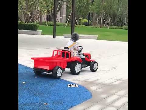 Este perro tiene una sabiduría comparable a la de un ser humano