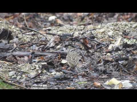 Escribano montesino. Pineda de la Sierra DSCN0830 20454