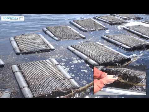 download lagu mp3 mp4 Oyster Grow Out Bags, download lagu Oyster Grow Out Bags gratis, unduh video klip Oyster Grow Out Bags