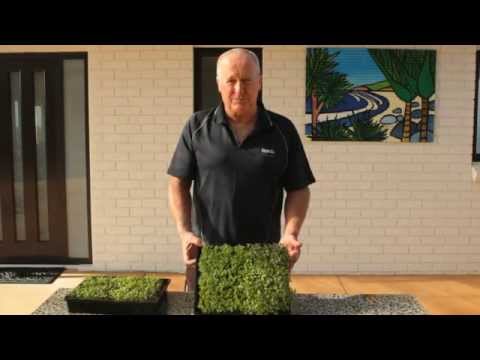 How to Grow Microgreen Mustard Cress | Kings Seeds
