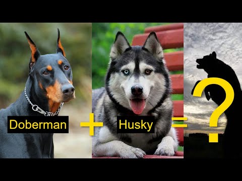 Doberman Mix Breed - Top 10 Doberman Mix Breed 2021