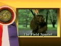 Field Spaniel - Field Spaniel part 1