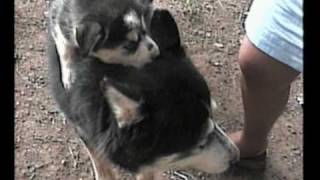preview picture of video 'Siberian Husky Puppies - 3rd Litter'