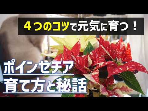ポインセチア 植物