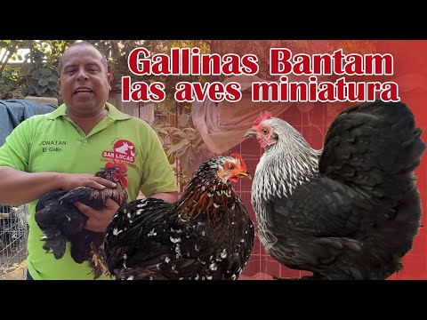, title : 'Raza de gallinas miniatura | Características | Granja San Lucas'