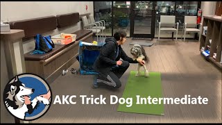 AKC Trick Dog Intermediate Test- Bliss The Lowchen