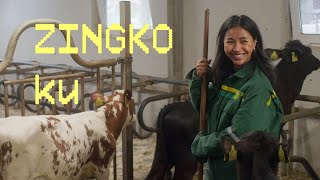 Zingko - Fra mote til møkkjører