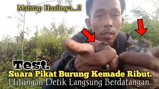 Download lagu Test.. Suara Pikat Burung Kemade Ribut. Auto Langsung Berdatangan.. mp3