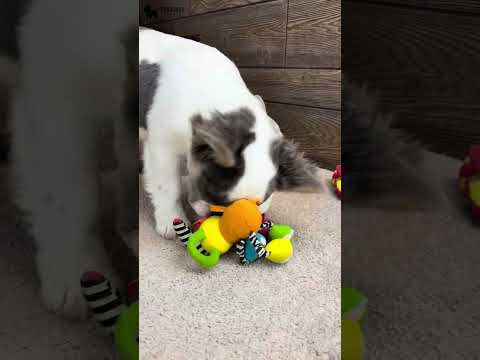 Video 1