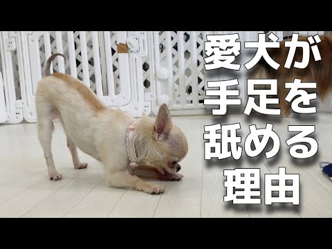 犬が傷口を舐めないようにしたい