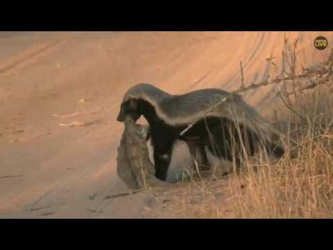 Honey badger with a crocodile for dinner
