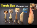 Teeth Size Comparison Animal Mammal Monster Fictional Character Teeth