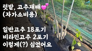 텃밭, 고추재배(자가소비용) 
