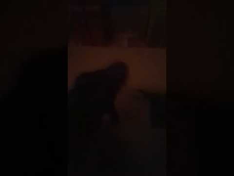 Triangle, Monkey and Rodan vs Zilla (1998) - PART 3